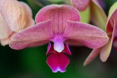 Close-up of pink rose flower