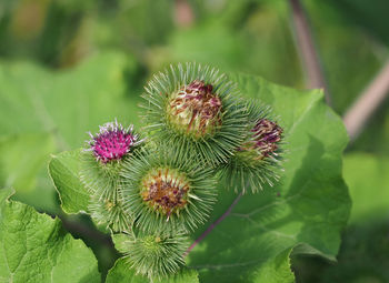 Close-up of flowering plant