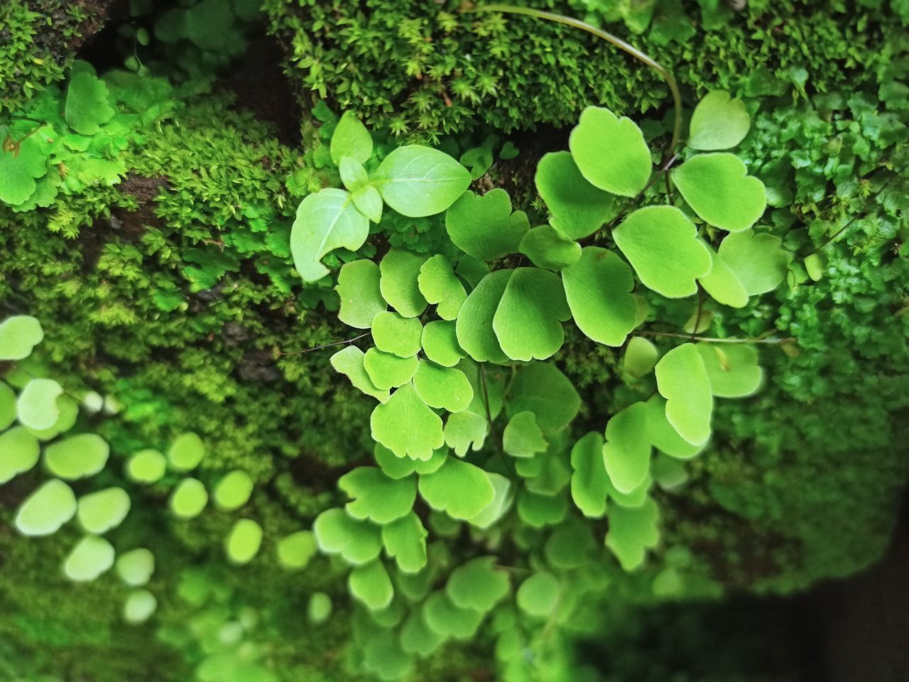 CLOSE-UP OF GREEN LEAF