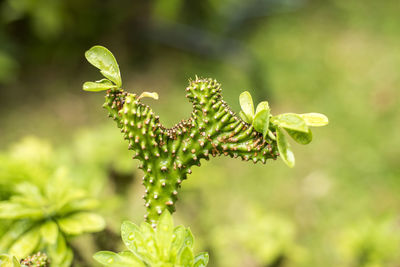 Close-up of flowering plant