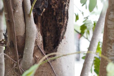 Close-up of tree trunk