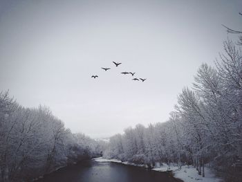 Bare trees against sky