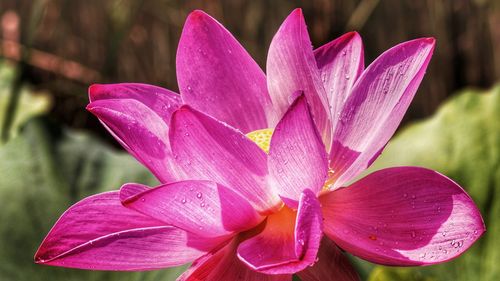 Close-up of pink flower blooming outdoors