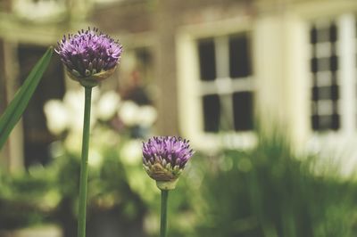 Close-up of purple flowers blooming outdoors