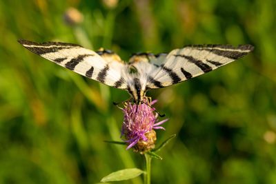 Close-up of butterfly on purple flower