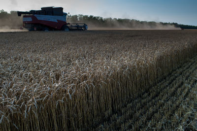 Combine harvesters on wheat field against sky