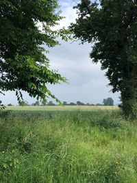 Scenic view of field against sky