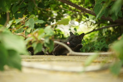 Cat sitting on tree