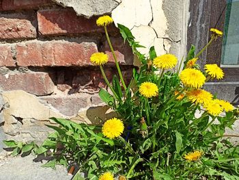 Yellow flowering plant against wall
