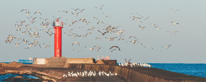 Seagulls flying over sea against clear sky