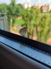 Close-up of butterfly on window