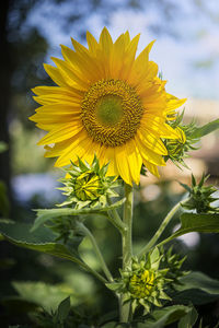 Close-up of yellow flowering plant