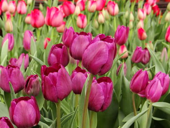 Close-up of pink tulips in field