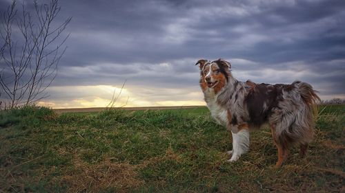 Cat on field against sky