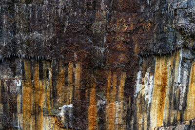 Full frame shot of tree trunk