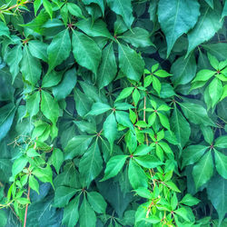 Full frame shot of leaves