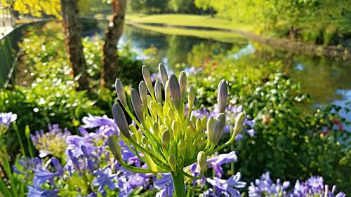 Close-up of purple flowering plants