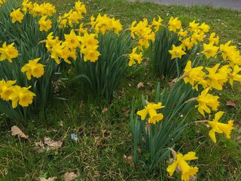 Yellow crocus flowers blooming on field