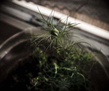 Close-up of insect on plant