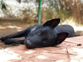 Portrait of black dog resting