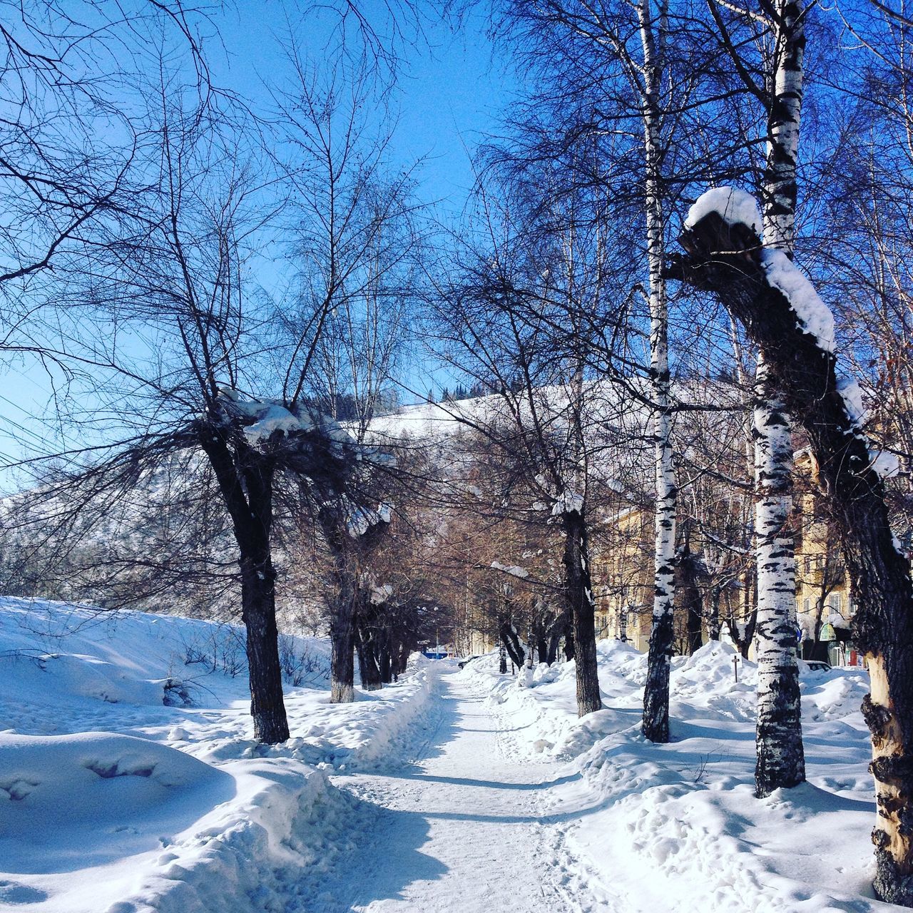 BARE TREES IN SNOW COVERED LANDSCAPE