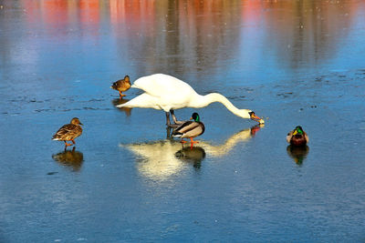 Swans on lake