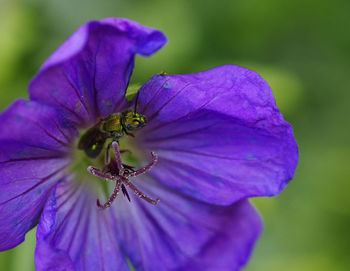 Close-up of purple flower