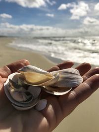 Close-up of hand holding shell at beach