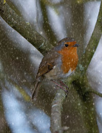 Close-up of bird perching on snow