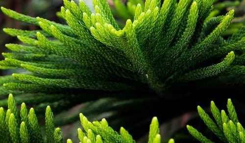 Close-up of succulent plant