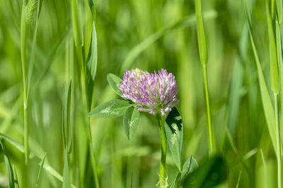 Close-up of purple flowering plant on field
