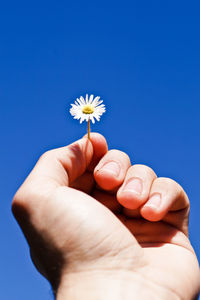 Cropped image of hand holding flower over white background