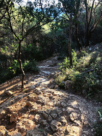 Footpath amidst trees in forest