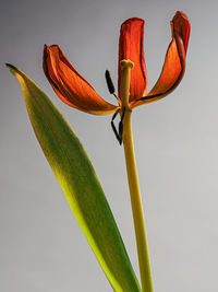 Close-up of white lily plant