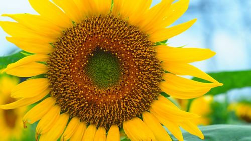 Close-up of sunflower