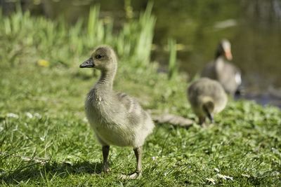 Ducks on a field