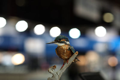 Close-up of bird perching outdoors