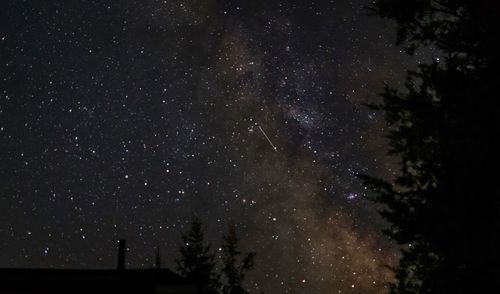 Low angle view of silhouette trees against star field at night