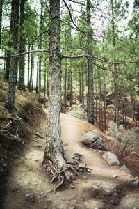 Trees in forest