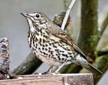 Close-up of bird perching on wood