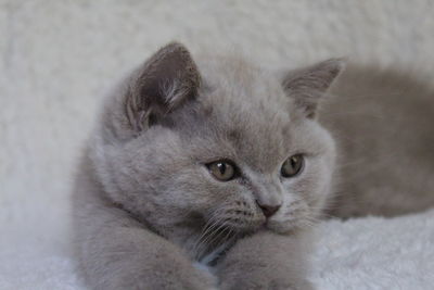 Close-up portrait of a cat