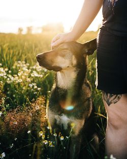 Close-up of dog on field