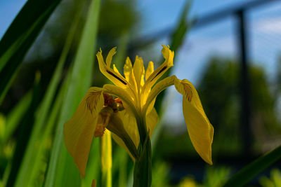 Close-up of insect on yellow flower