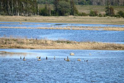 Birds in the wetlands of amager nature reserve..