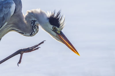 Close-up of a bird flying