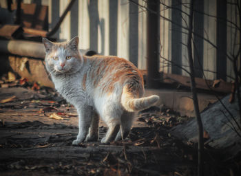 Portrait of cat standing outdoors