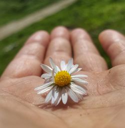 Close-up of hand holding daisy flower