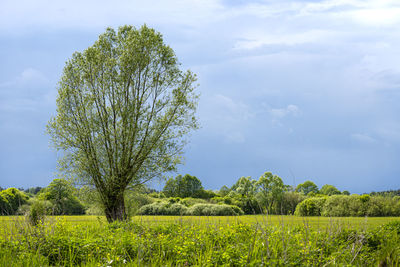 View of a green field in spring with various flowering plants and trees in the countryside.
