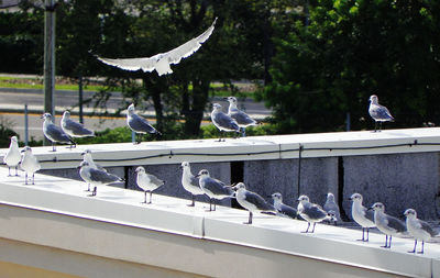 Seagulls flying over water