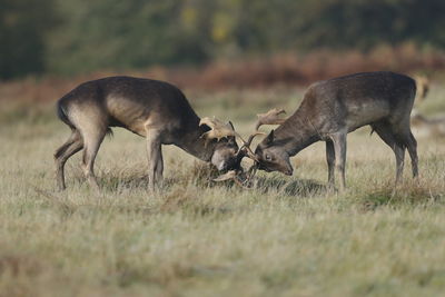 A fallow deer fight